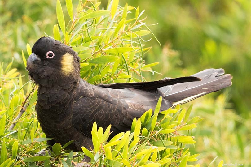 Top 8 Black-Feathered Birds for Pet Owners – Affectionate, Playful & Easy to Care