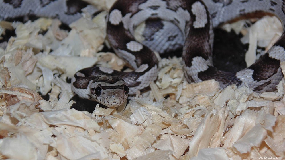 Anery Corn Snake: Dull‑Toned, Handlable Reptile for First‑Time Owners