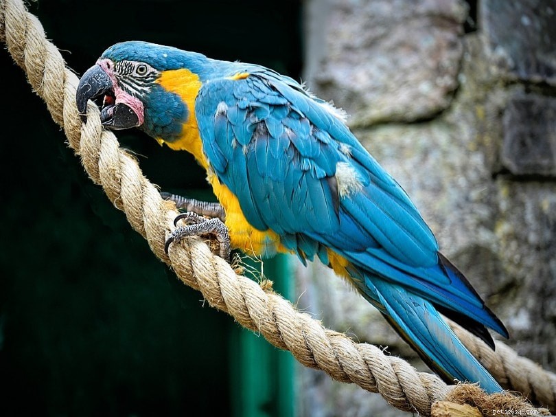 Blue‑Throated Macaw: A Comprehensive Guide to Caring for This Stunning, Intelligent Bird