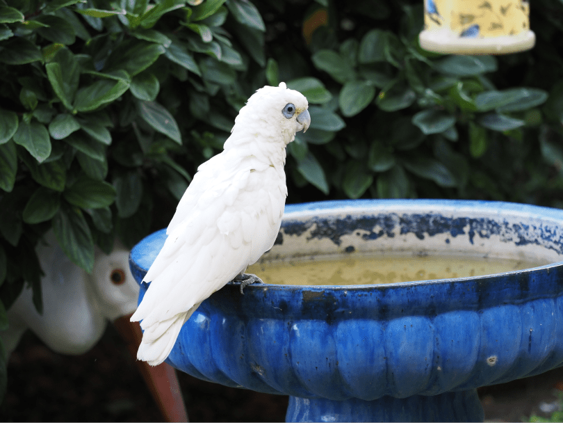 Ducorp’s Cockatoo: A Vibrant Family Parrot for Your Home