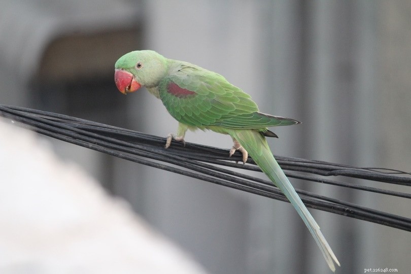 Indian Ringneck Parakeet Cost 2022: Price Guide & Ownership Expenses