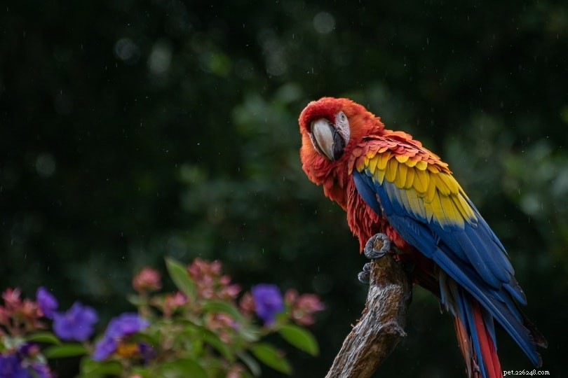 The Extinction of the Cuban Macaw: Causes, Characteristics, and Legacy