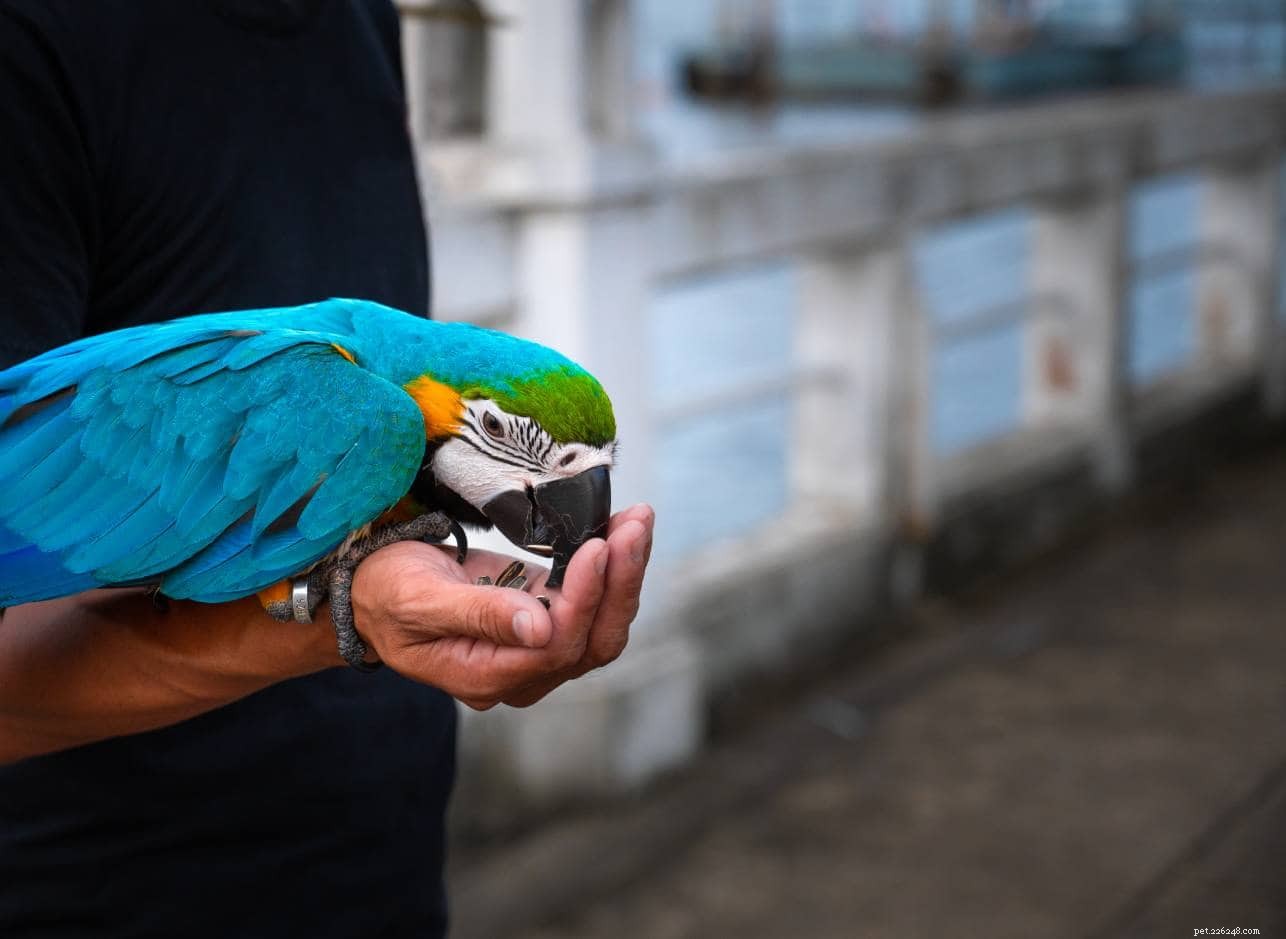 How to Buy a Macaw: Trusted Sources, Expert Advice & 2024 Update