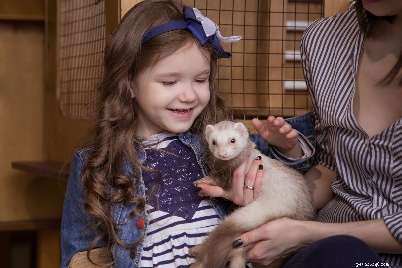 Why Ferrets Steal: 4 Key Reasons & How to Stop the Habit