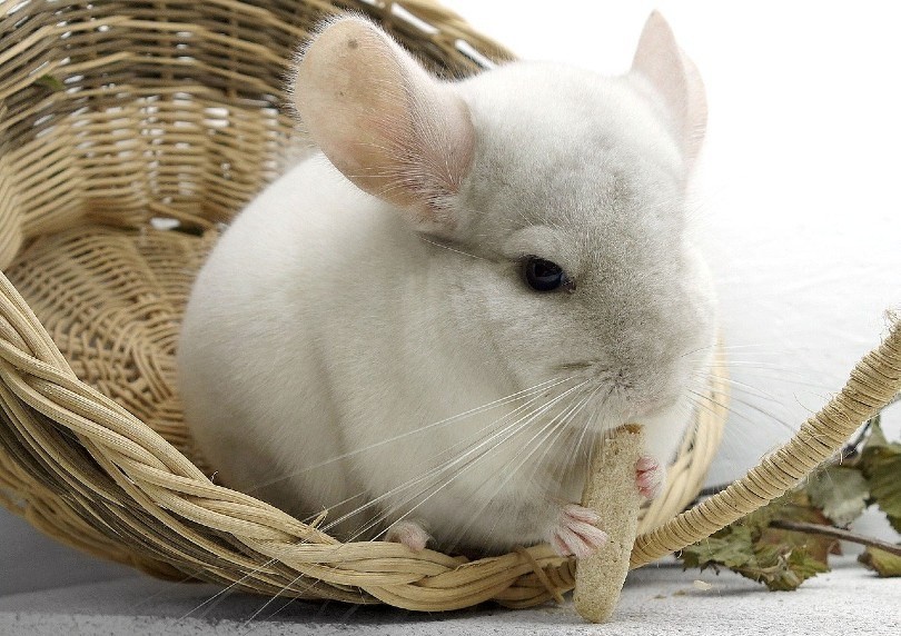 Are Chinchillas Truly Hypoallergenic? Expert Insights & Care Tips