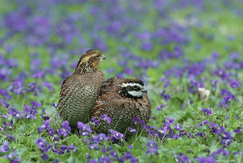 Quails as Pets: Benefits, Care Tips, and Egg Production