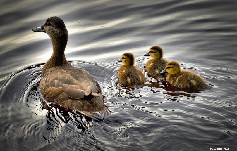 Baby Ducks  Diet: What They Eat in the Wild and as Pets