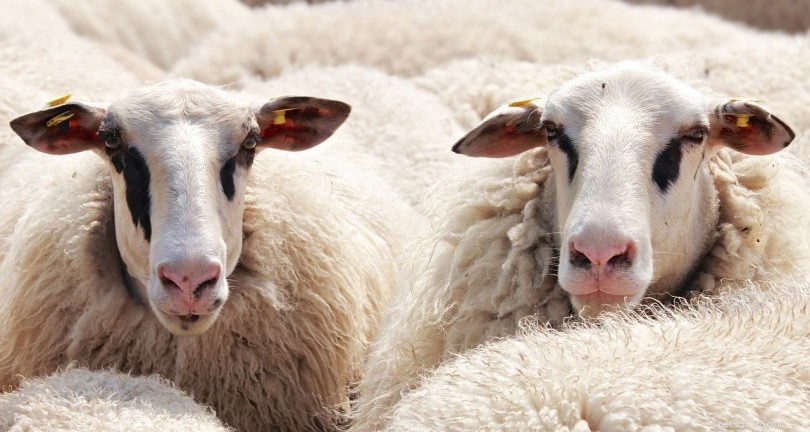 Understanding Sheep Diets: What Wild and Farm Sheep Eat