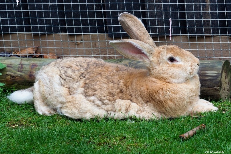 Flemish Giant Rabbits for Sale – 2022 Breeder Directory (U.S.)
