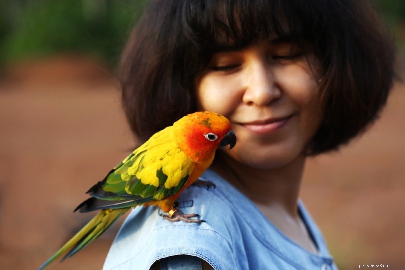 12 Clear Ways to Tell Your Conure Loves You