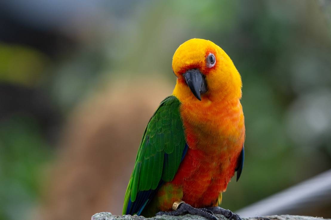 Are Conures the Perfect Pet? Key Facts to Consider