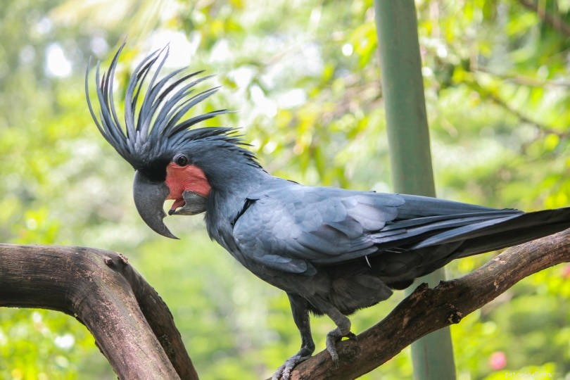 Black Palm Cockatoo: Majestic, Intelligent, and Challenging Companion for Experienced Bird Owners