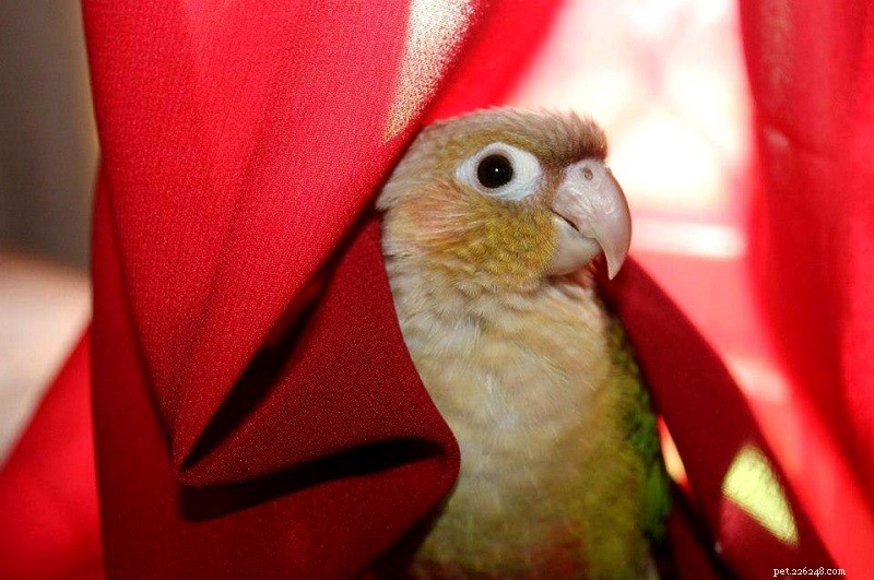 Conure Diarrhea: Expert Step-by-Step Care Guide