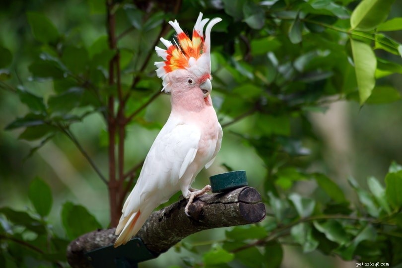 Cockatoo Ownership Costs: 2022 Price Guide & Buying Tips