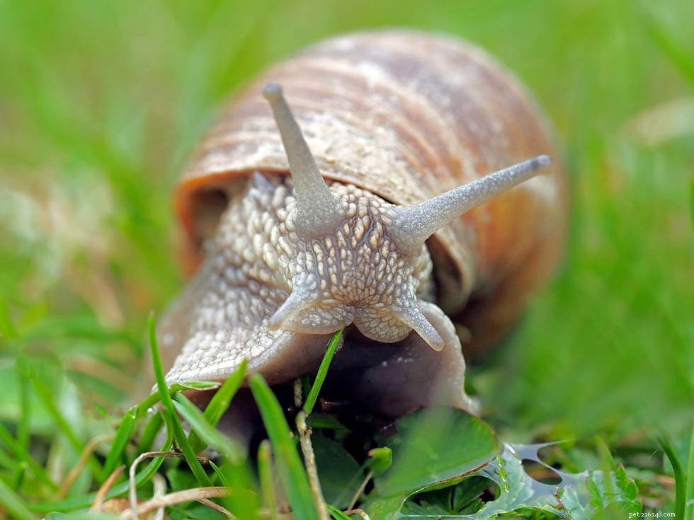 Snail Care 101: What They Eat, Wild Habits & Ideal Pet Diets
