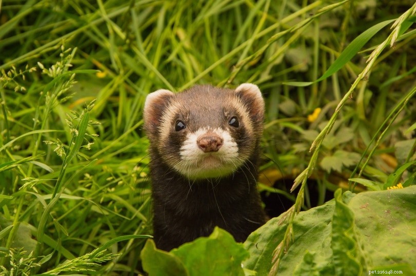Ferret Nutrition: Wild Food Habits & Pet Feeding Guide