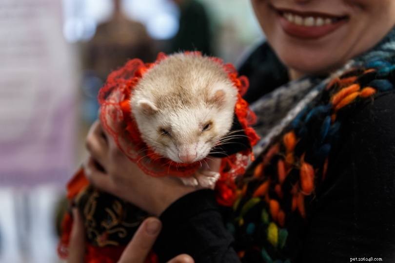 Are Ferrets Right for You? 10 Essential Facts Before Adoption