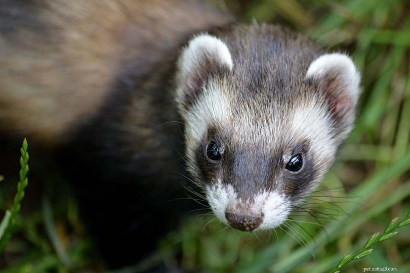 Do Ferrets Emit a Distinctive Odor? A Guide to Their Natural Scent