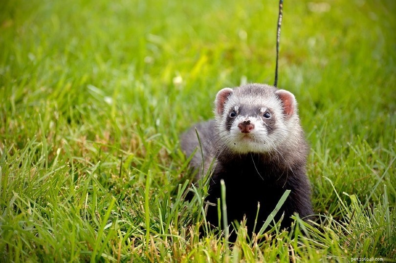 Ferret Lifespan: Average Years & Max Limits Explained