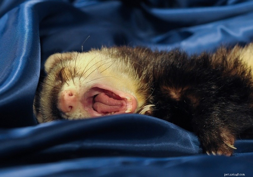 Ferret Sleep Patterns: How Many Hours Do They Sleep Daily?