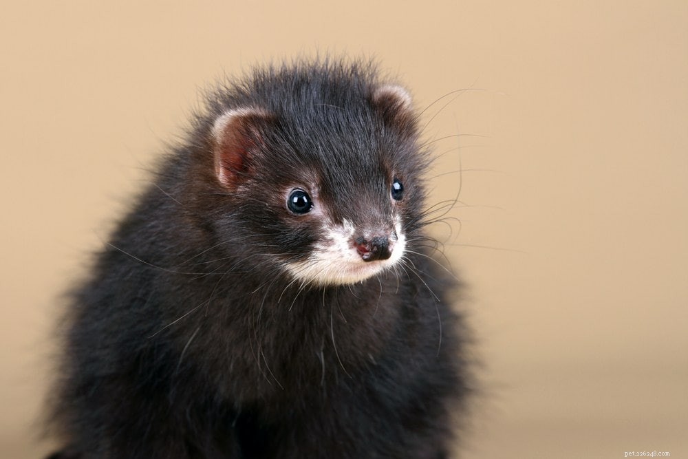 Black Sable Ferret: Unique Color, Care, and Traits Explained