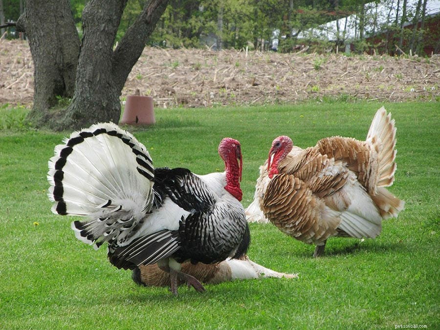 Turkeys as Pets: What Owners Must Know