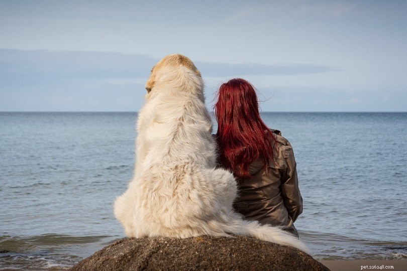 25 Key Pet Therapy Statistics of 2022: Proven Benefits & Insights