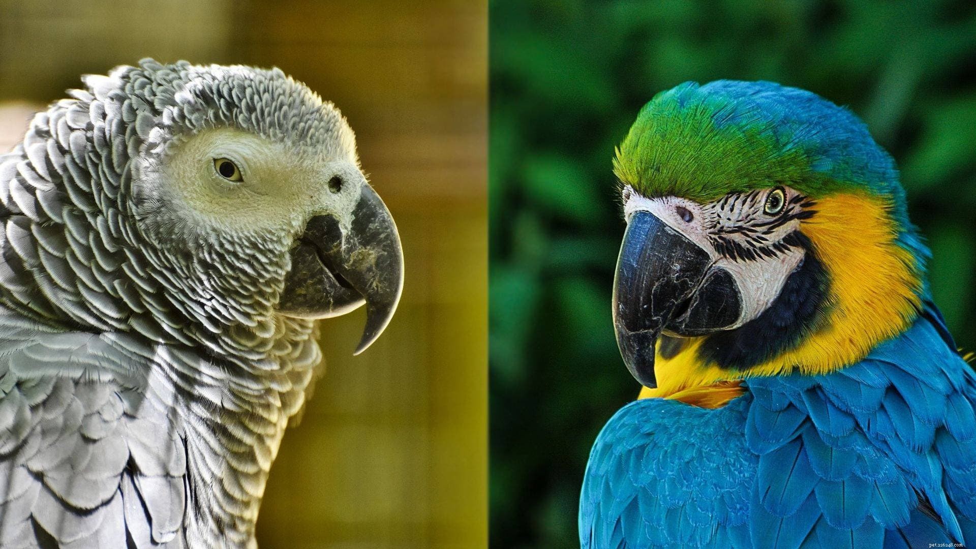 Co‑housing Macaws and African Grey Parrots: Is It Safe & Successful?