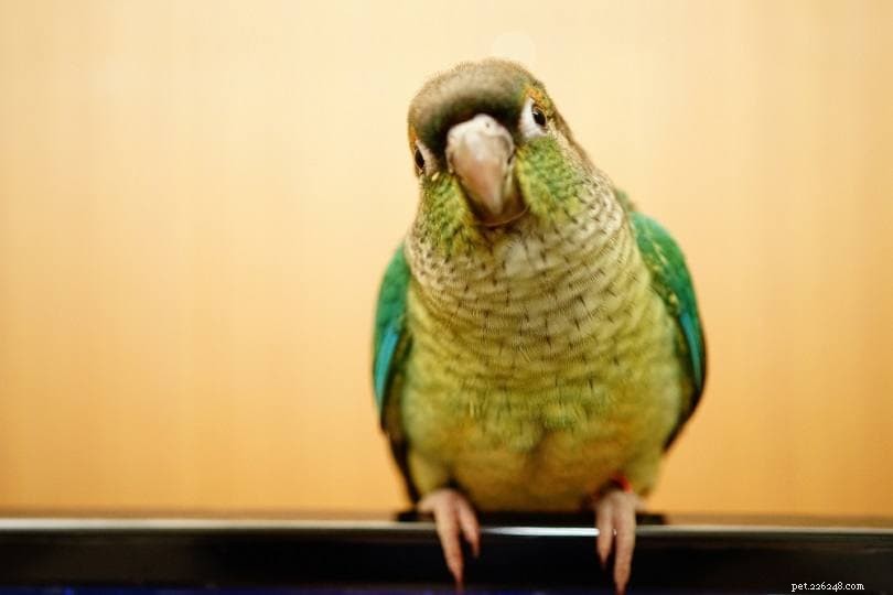 Lost Your Pet Bird? Proven Steps to Locate & Recover It Safely