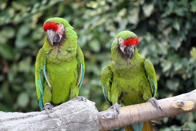 Military Macaw – A Gentle Giant Parrot for Novice Owners
