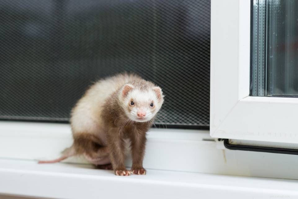 Effective Flea Removal for Ferrets: A 5-Step Expert Guide