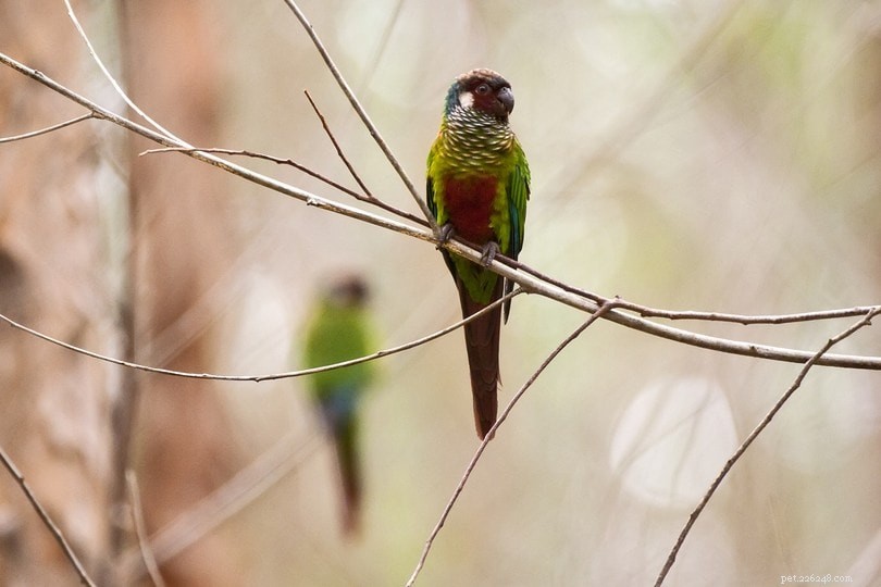 White‑Eared Conure: A Rare, Playful Companion for European Bird Lovers