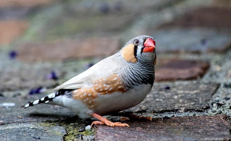 Zebra Finch: Characteristics, Care, and Global Habitats