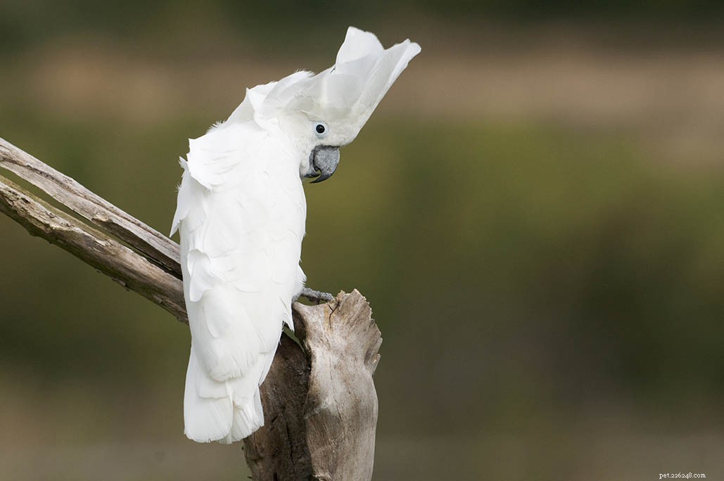Umbrella Cockatoo – The Majestic All‑White Cockatoo