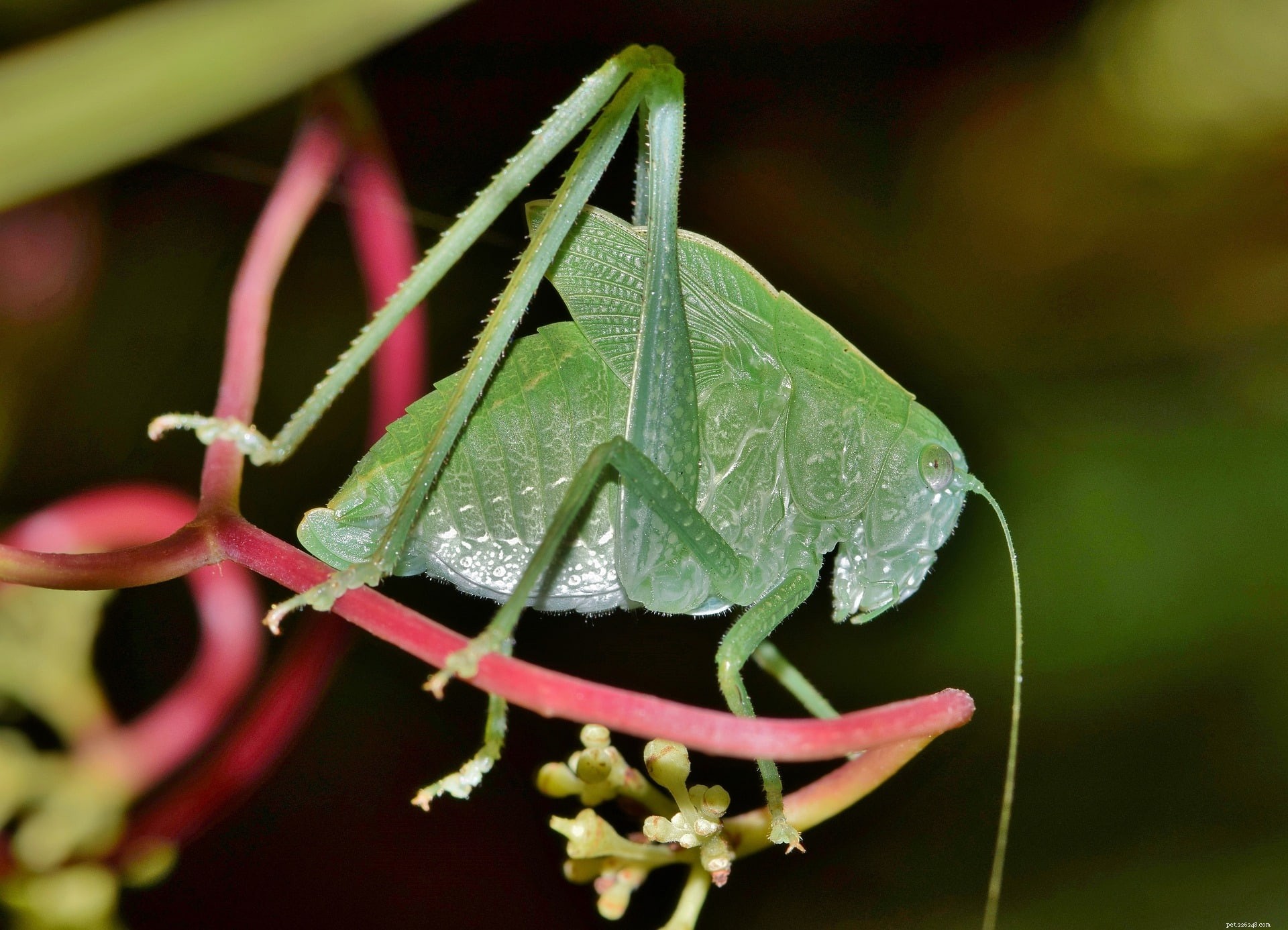 What Do Katydids Eat? A Comprehensive Guide to Their Diet in the Wild and for Pet Care