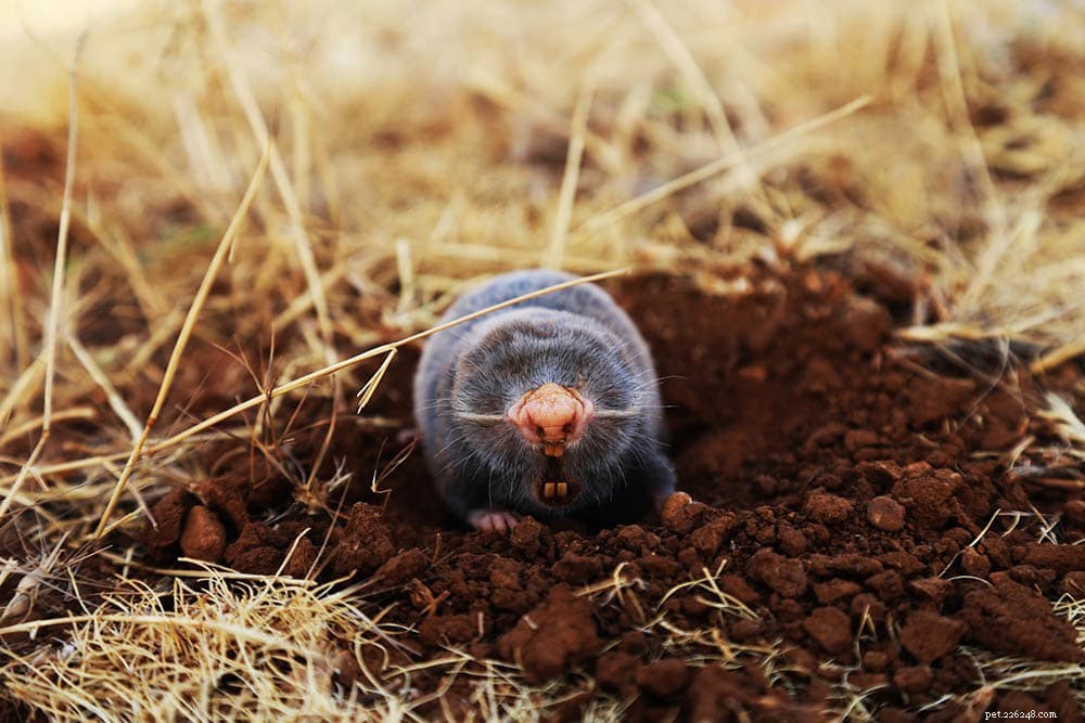 Moles as Pets: Benefits, Challenges, and Care Tips