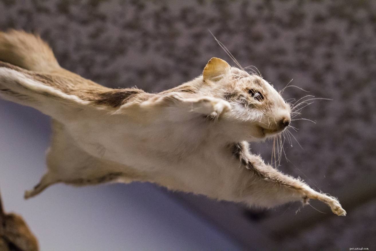Flying Squirrels: Natural Diets, Wild Habits, and Care for Pet Owners