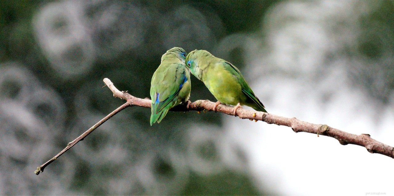 Where to Buy a Lovebird: A 2022 Guide for Responsible Owners