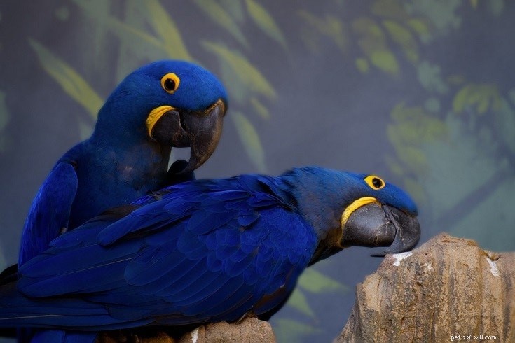Debunking the Purple Macaw Myth: Understanding Color Variations in Macaws