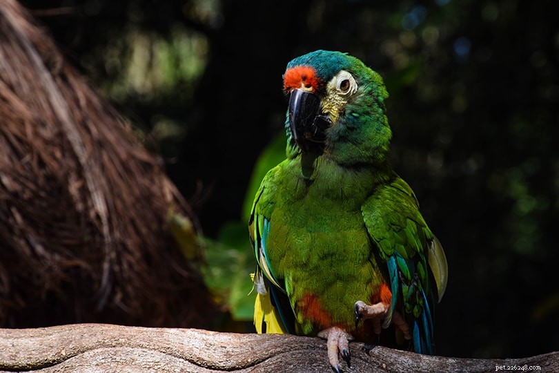 Chestnut‑Fronted Macaw: Elegant, Long‑Lived South American Parrot