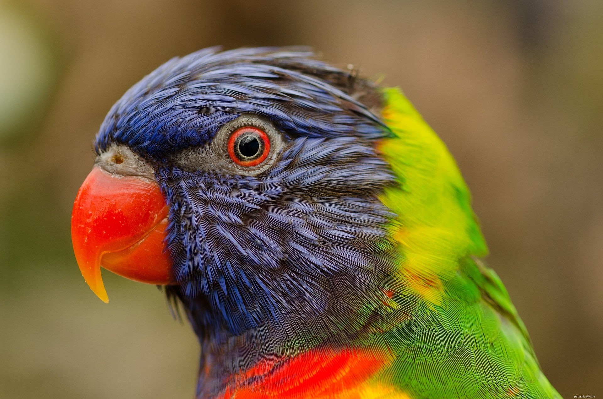 Lorikeet Cost Guide 2022: What You Need to Know Before Buying