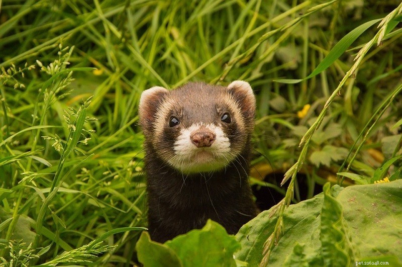 10 Engaging Games to Bond With Your Ferret