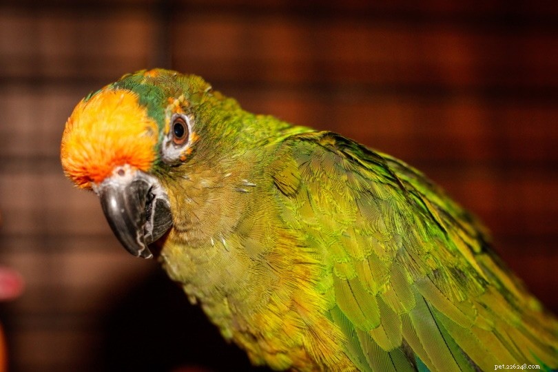Peach‑Fronted Conure: Characteristics, Care, and Personality