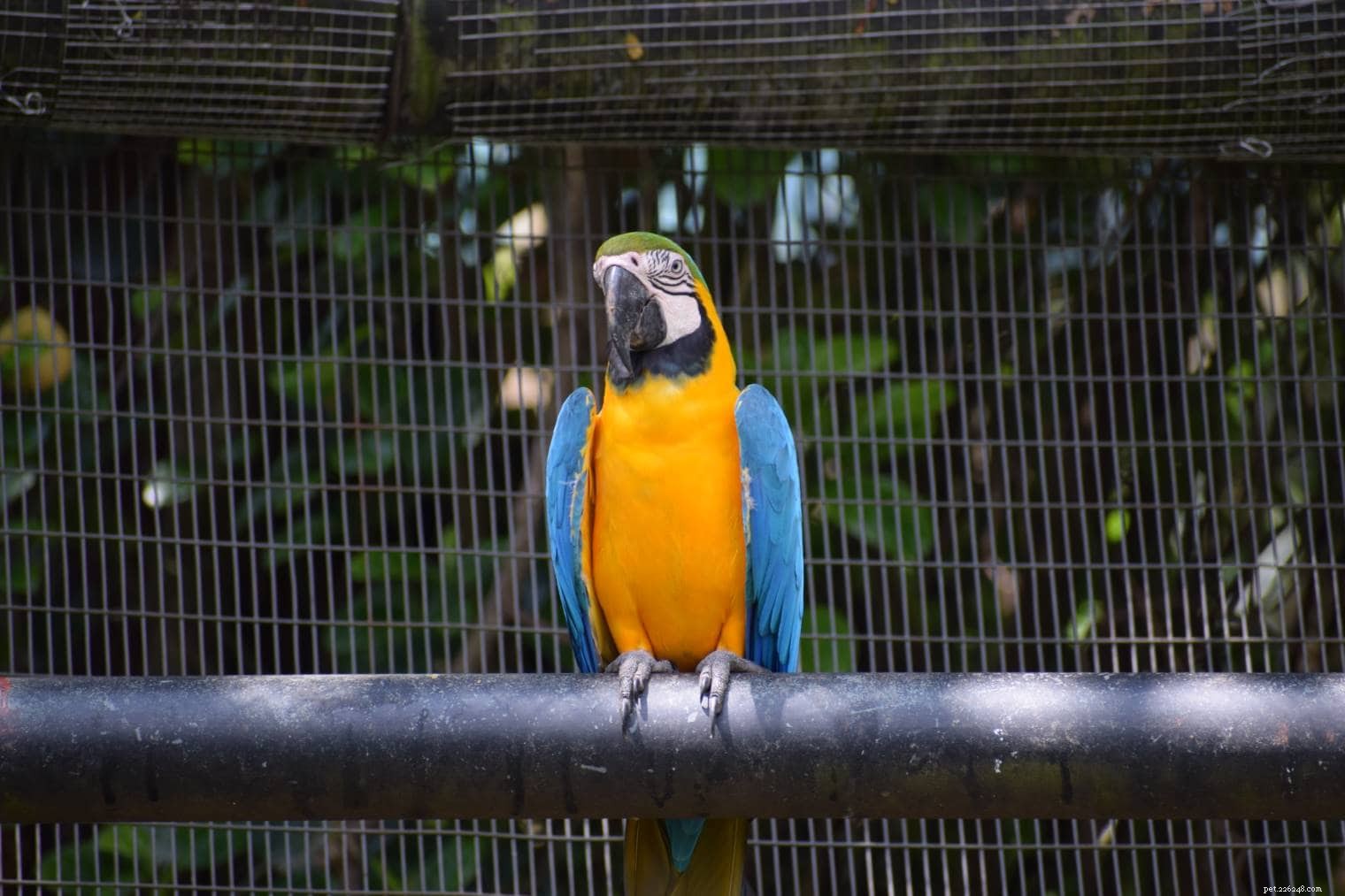 Blue‑and‑Gold Macaw: A Popular, Vibrant Companion Parrot