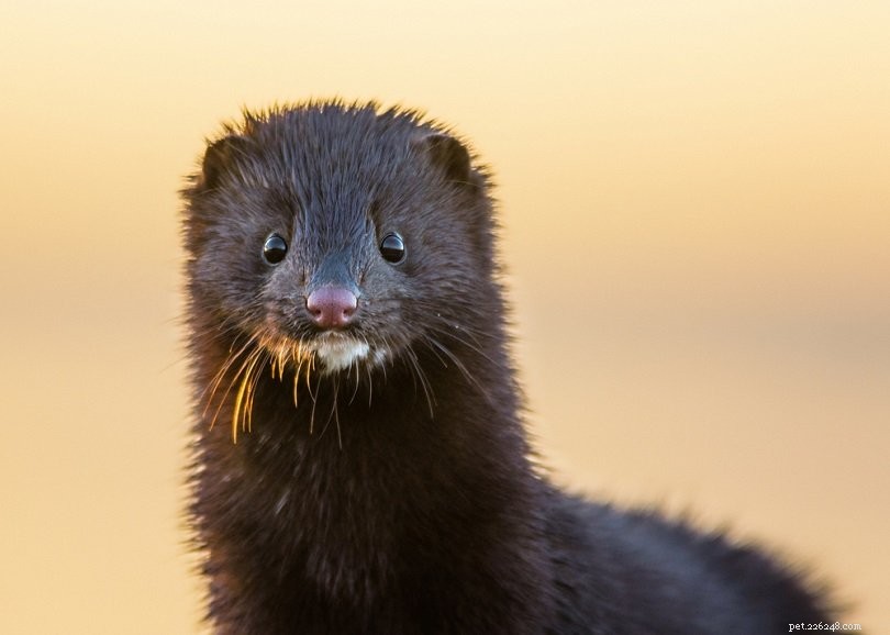 Mink Diets Explained: Wild Foods and Pet Care