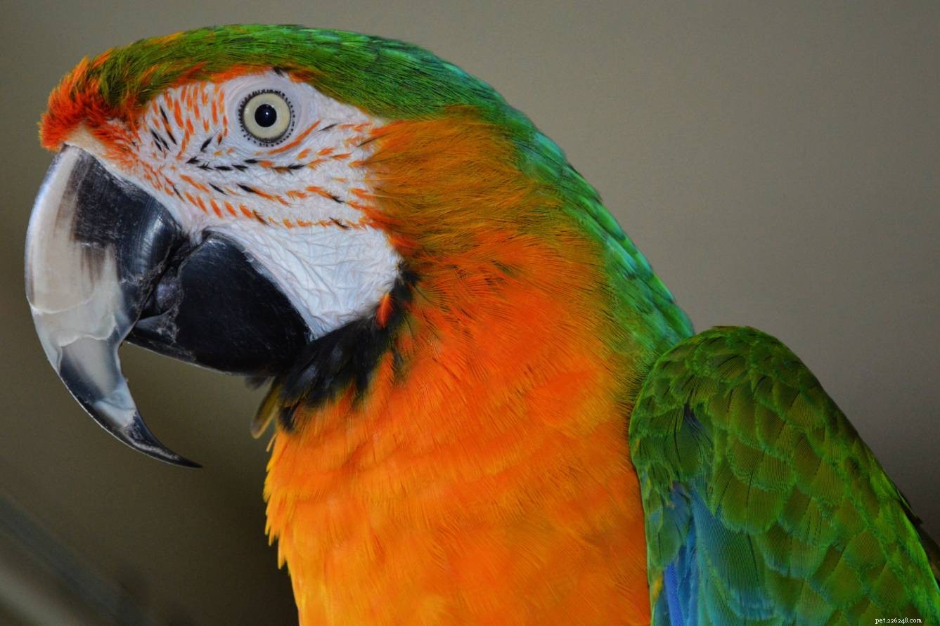Camelot Macaw: A Vibrant Hybrid of Scarlet and Golden‑Blue Macaws