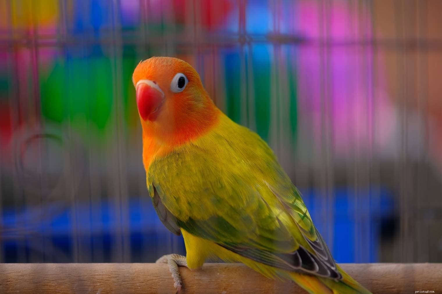 Opaline Lovebirds – Colorful, Long‑Lived Pet Parrots