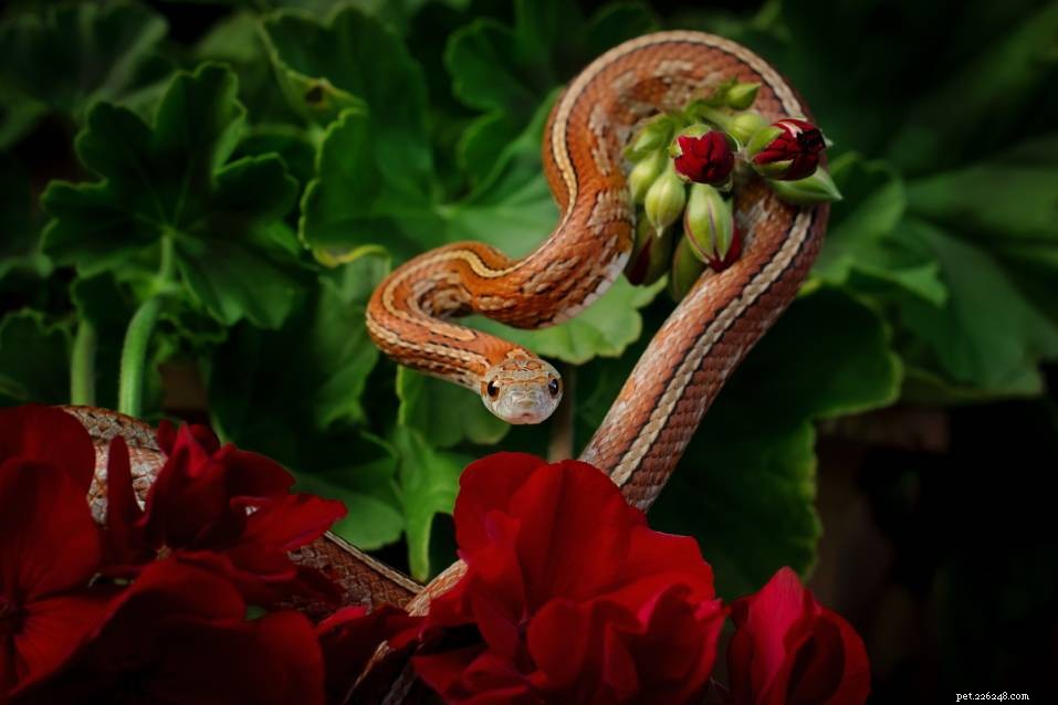 Tessera Corn Snake Morph: Stunningly Unique & Low-Maintenance Pets