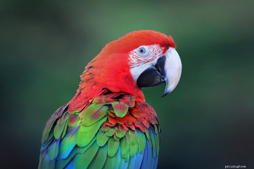 Green-Winged Macaw: Majestic Parrot of the Amazon