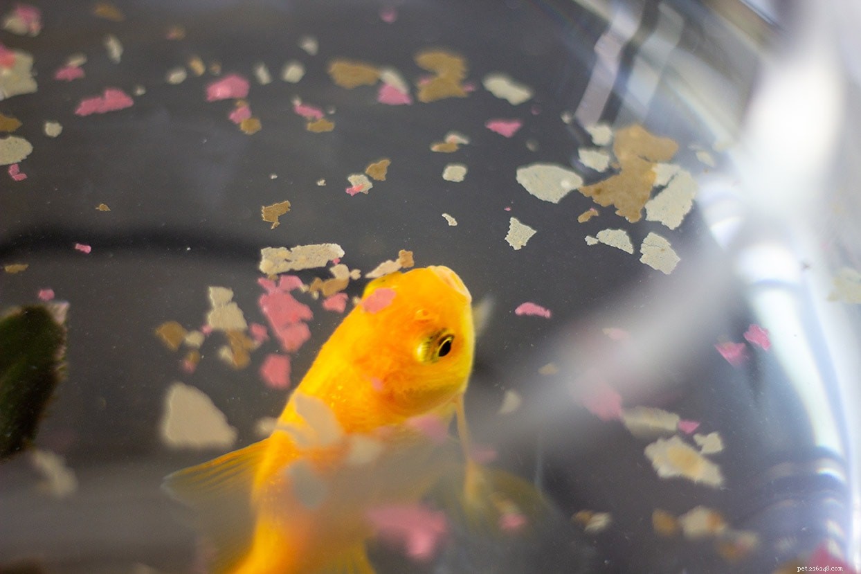 Goldfish Nutrition Guide: What to Feed Your Fish for Optimal Health